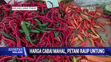 Harga Cabai Melonjak, Petani Raup Untung