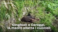 Cinghiali a Careggi, la madre allatta i cuccioli