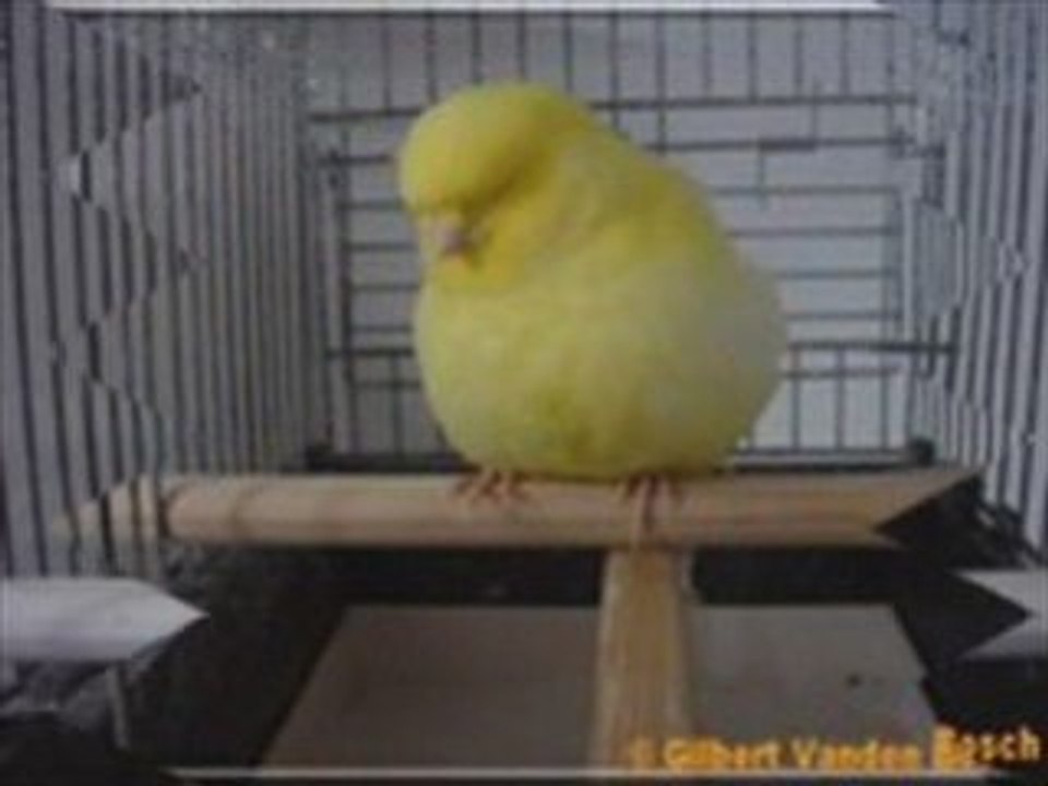 Anigif1