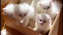 Cute cats Compilations