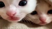 Hey ! Cute kittens