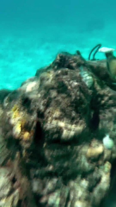 LE PLUS FURTIF poisson baliste à Maurice