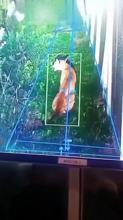 Puma captado por las cámaras de seguridad del barrio privado
