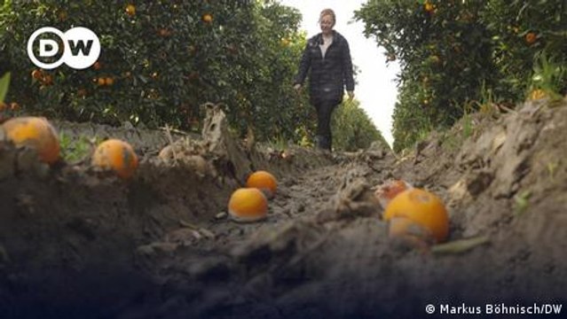 Spaniens Bauern leiden unter Extremwetter