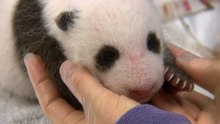 Meet Bai Yun's Sixth Cub: A Relief for Zookeepers