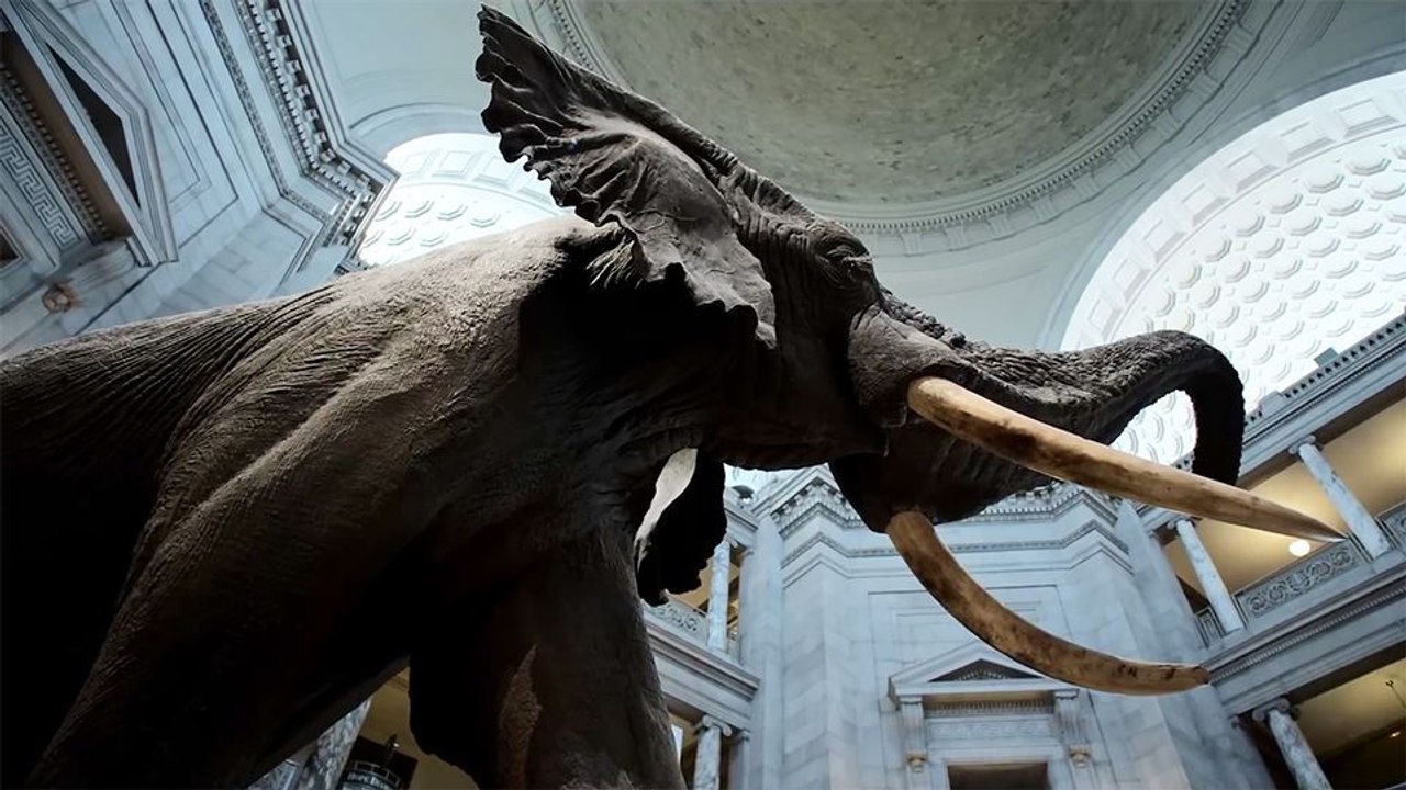 Ghost Elephants - Die Geister im Hochland Angolas Trailer DF