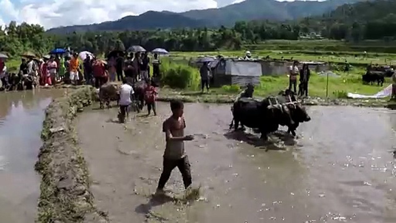 हिलोमा घमासान  रेस्लिङ । MUD WRESTLING...