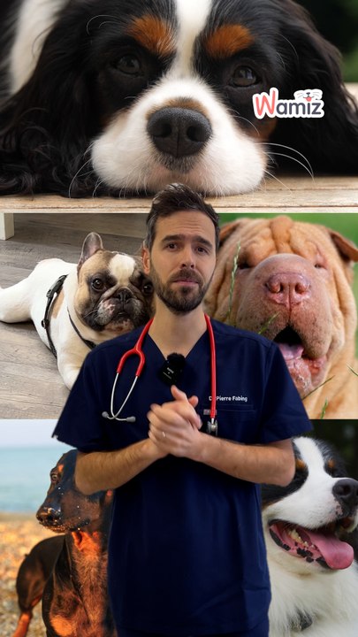 Santé animale : 5 races de chiens fragiles