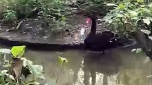 "Majestic Black Swan spotted! 🦢📍National Zoological Park"