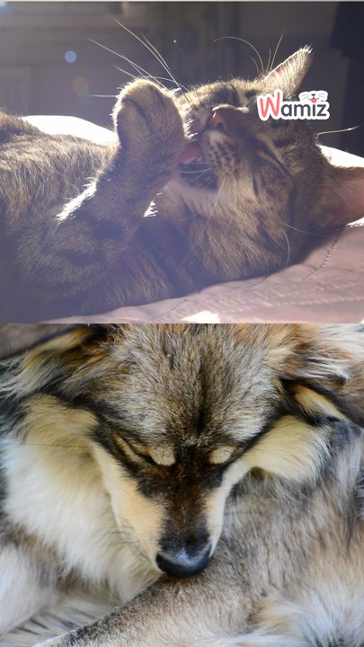 Santé animale : la cigarette