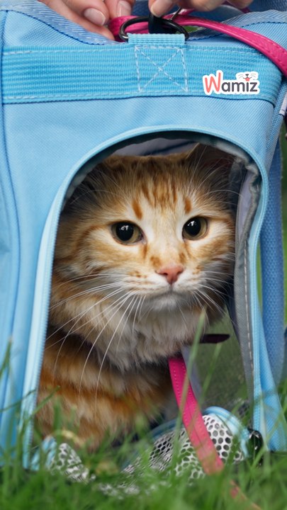 Comportement chat : comment habituer mon chat à voyager ?