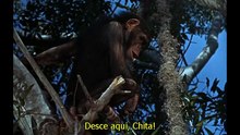 Tarzan (1966) – EP21: Caçada na Selva – Completo Dublado