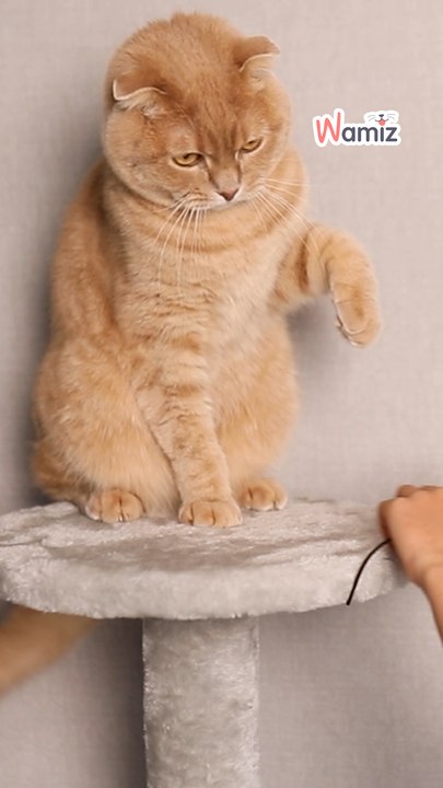 Comportement chat : pourquoi ton chat monte sur les tables et les comptoirs ? 🐱