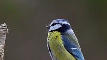 Blue Tit