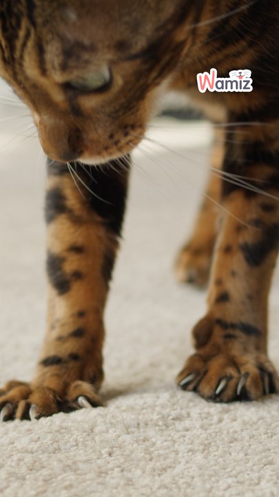 Comportement chat : Pourquoi ton chat fait ses griffes sur le canapé ? 🐾🛋️