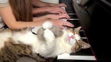 Cat Melts Onto Piano Every Day While His Parents Practice