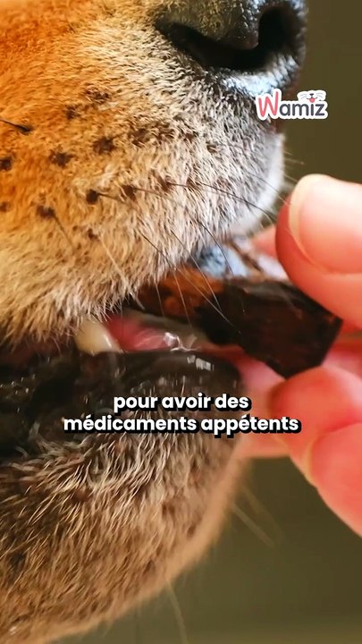 Santé animale : frais vétérinaires