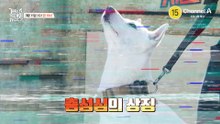 [9회 예고] 대대손손 혈통 있는 순종 진돗개! 하지만 늑대의 허락 없이 집에 들어갈 수 없다?!