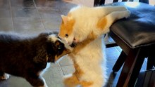 Puppy Spends A Whole Year Learning Cat's Love Language