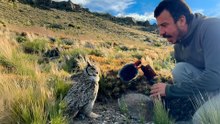 Guy Interviews An Owl In The Wild