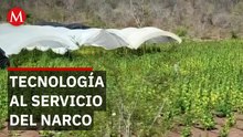 Así moderniza el narco sus siembras en la sierra de Michoacán