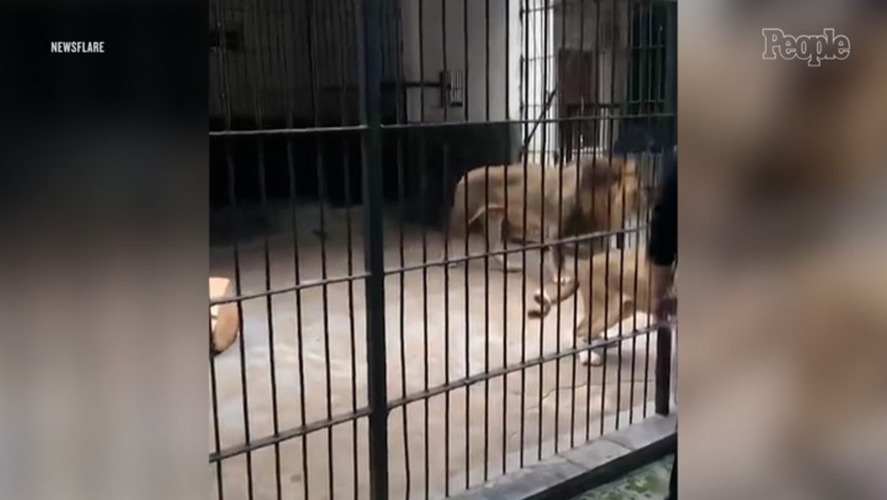 10-Year-Old Girl Mauled by 2 Lions at Zoo After Being Accidentally Let into Feeding Area