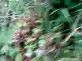 Video38