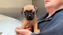TINY Pug Was Abandoned Because Of His Eye
