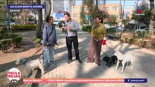 Proponen 36 horas de arresto por pasear perros sin correa en CDMX | DPC con Paola Rojas