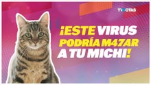 ¡Alerta gatuna! Esta enfermedad silenciosa puede poner en riesgo la vida de tu gato