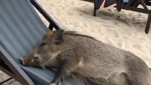 SANGLIER DORT A LA 🏖️