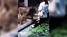 Impressionante! Pai salva filha de ataque de leões em zoológico