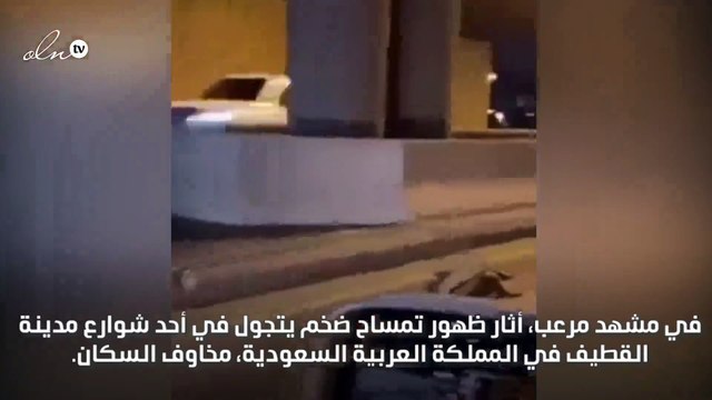 تمساح ضخم يتجول في أحد شوارع السعودية