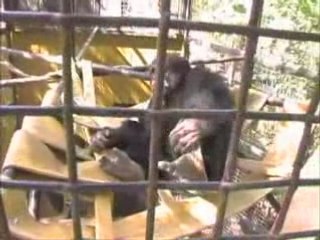 Chimpanzees -- Walter & Baxter