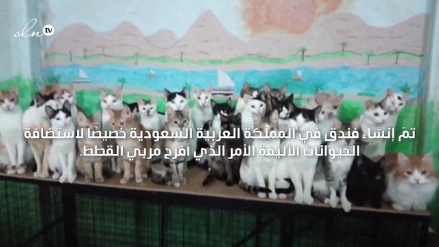 افتتاح أول فندق للقطط والحيوانات الأليفة في المملكة