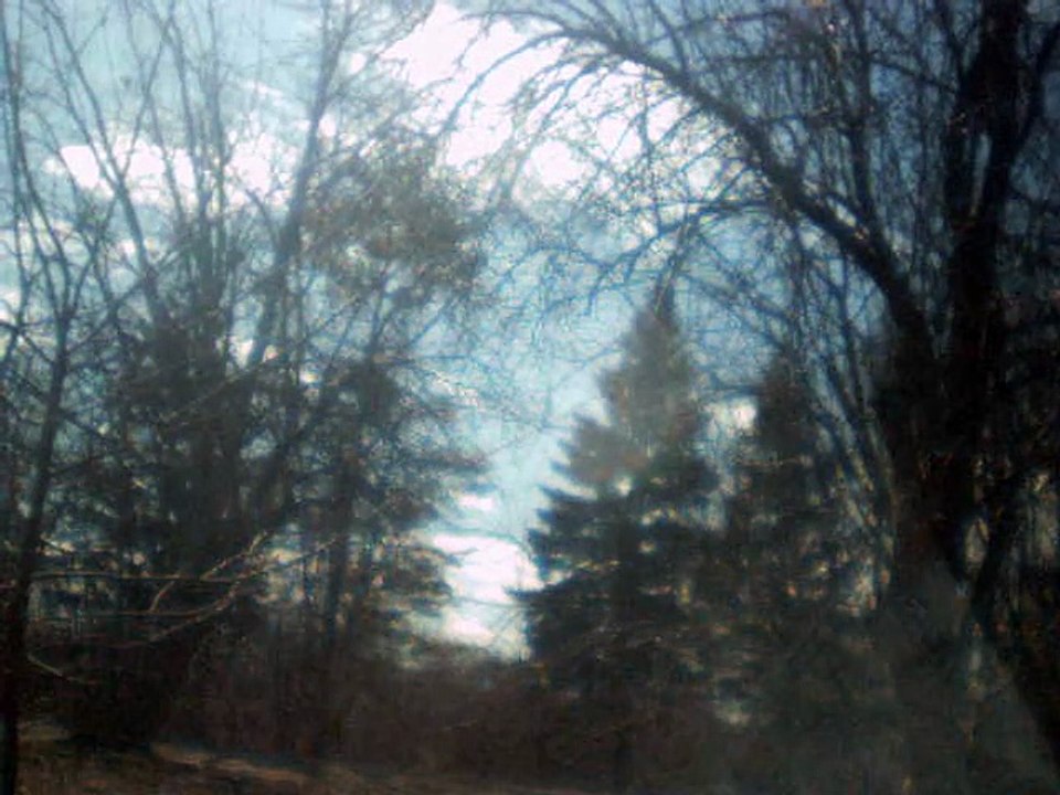 apple trees d