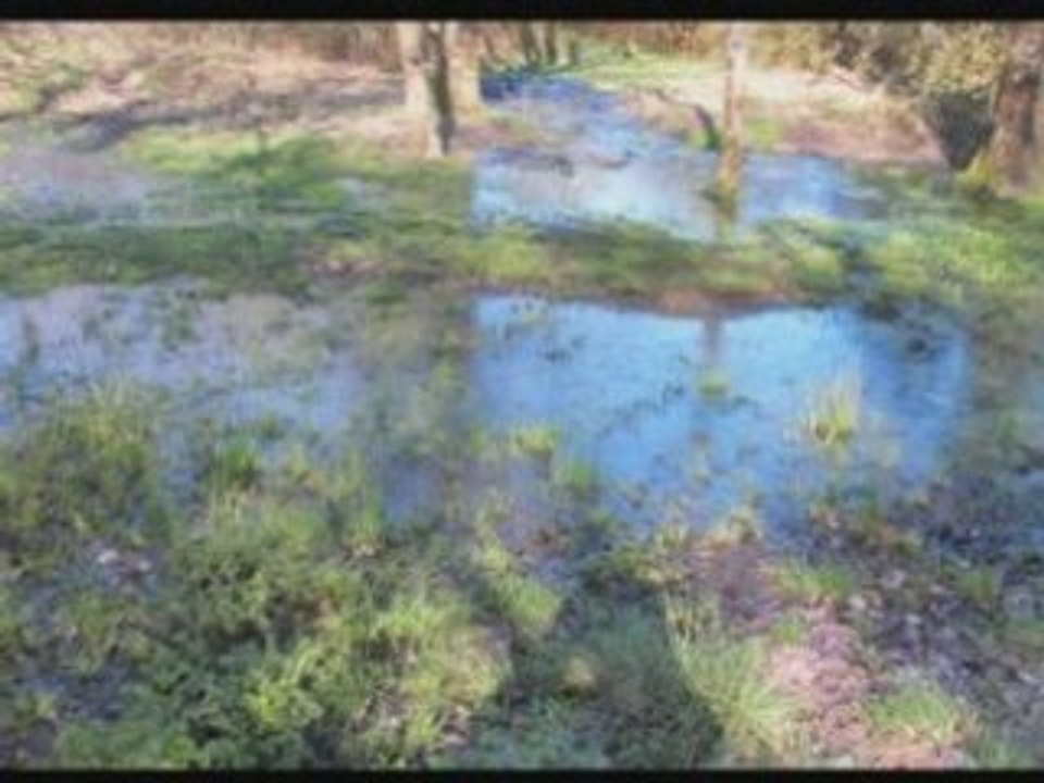 Autour de l'eau qui dort brière