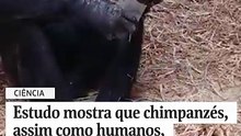 Estudo mostra que chimpanzés, assim como humanos, são fascinados por cristais