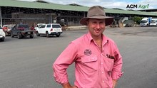 Leongatha cattle prices stabilise after high country Mountain Calf Sales