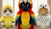 Funny Cats Cosplay as Birds – Version 2 Compilation