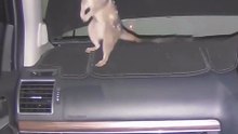 Cheeky quoll caught living its best life in cop car