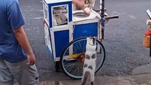 Video Kucing Antre di Gerobak Jajanan Viral di Media Sosial