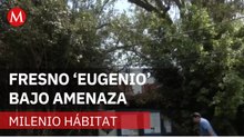 Vecinos temen por el fresno 'Eugenio'; patrimonio de la CdMx | Milenio Hábitat