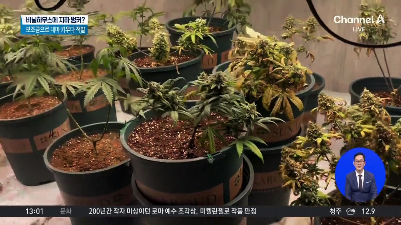 농장 지하 벙커에서 대마 키운 일당 적발