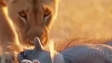Lion Funny Video | Hilarious and Cute Lion Moments