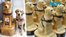 The Senior Spotlight: who collects guide dog charity boxes?
