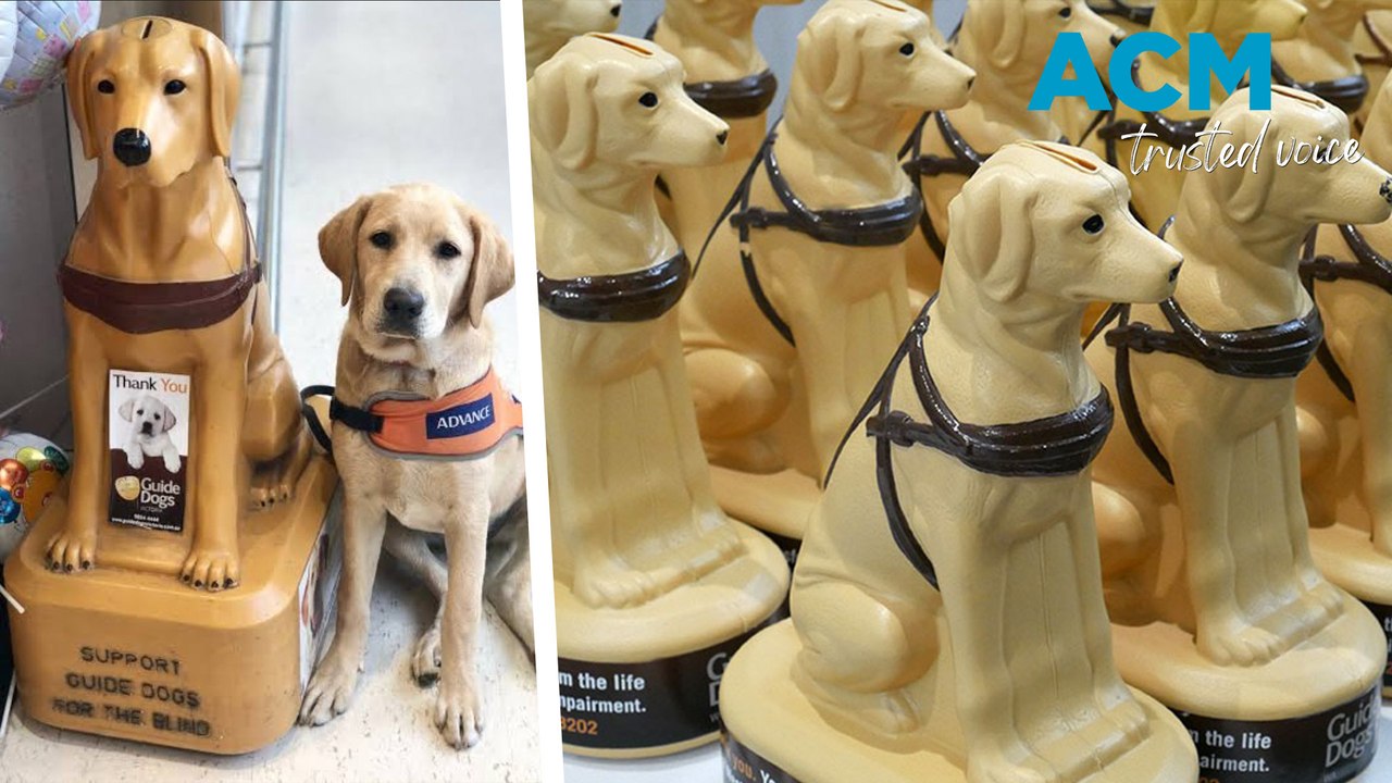 The Senior Spotlight: who collects guide dog charity boxes?