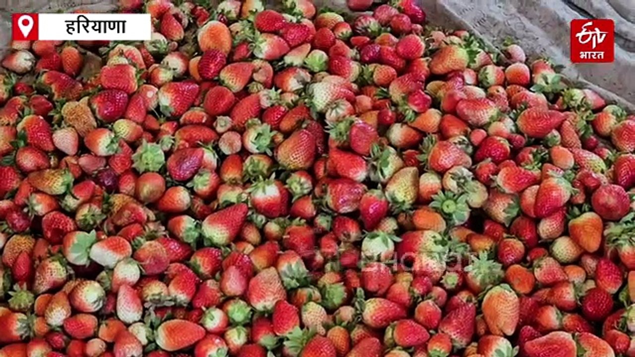 मिठास बदल रही किस्मत: स्ट्रॉबेरी की खेती से किसान ईश्वर सिंह कर रहे लाखों की कमाई, बने दूसरों के लिए मिसाल