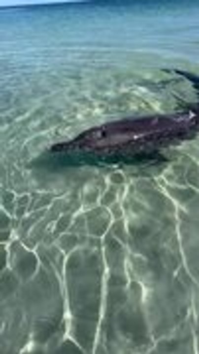Man Gently Feeds Dolphin on Beach