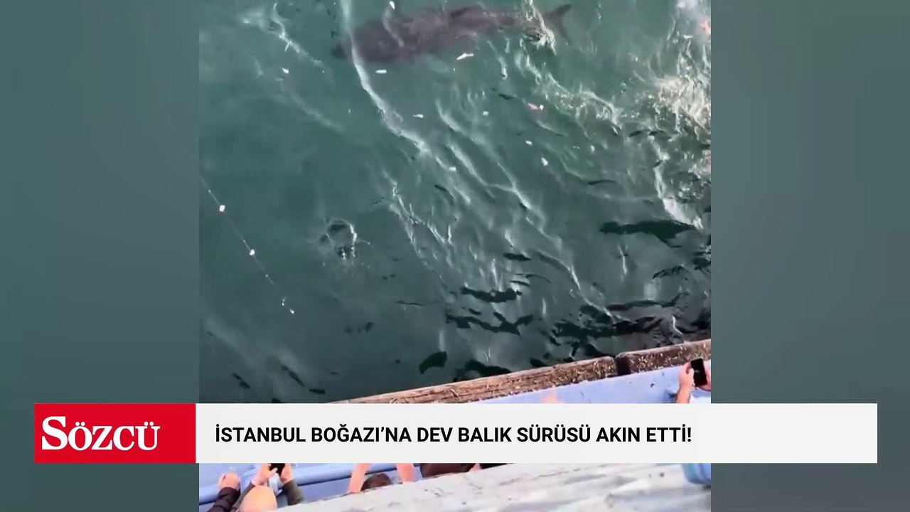 İstanbul Boğazı’na dev balık sürüsü akın etti!...